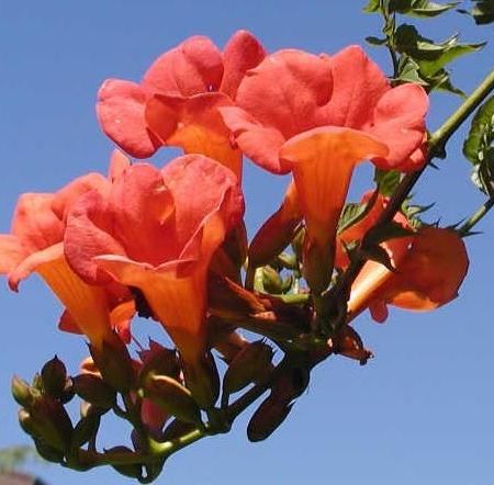 Campsis radicans sau Trambita